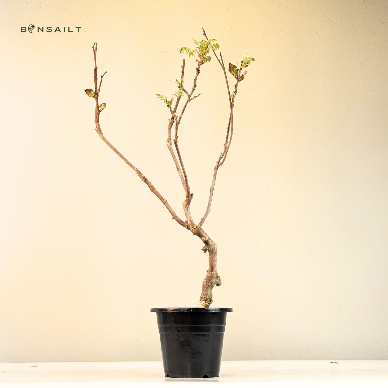 decor box bonsai Bonsai Tree Tableau - 6