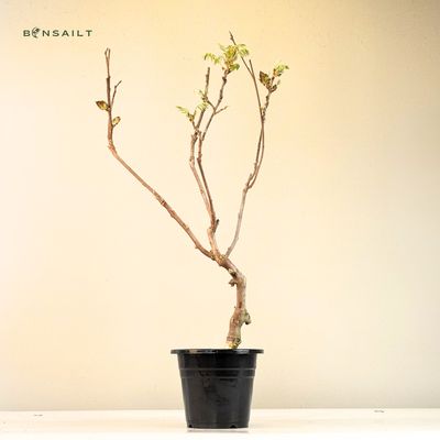 Jap. Blauregen bonsai - Wisteria Floribunda bonsai baum - Glyzinien-Bonsai-Baum  rote Blume (P17)