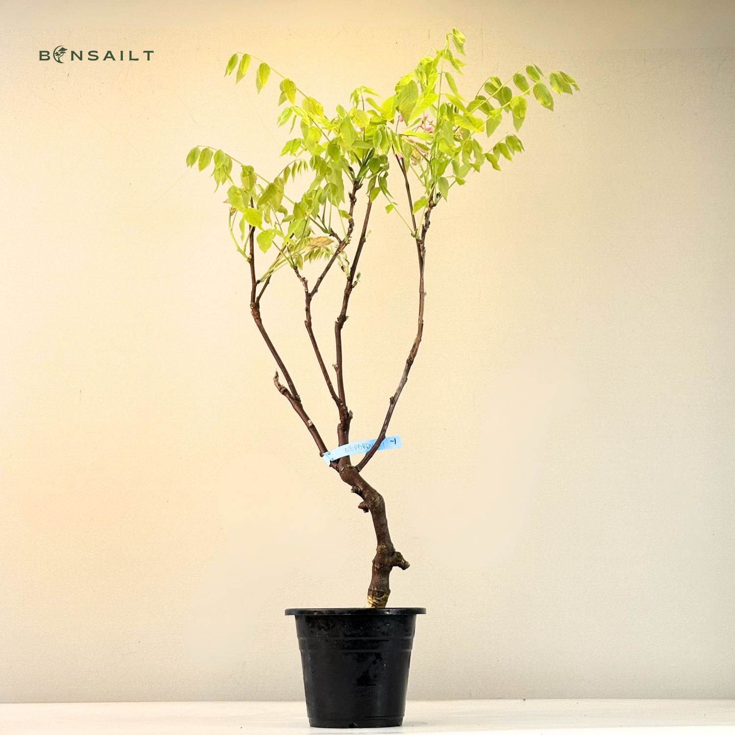 Jap. Blauregen bonsai - Wisteria Floribunda bonsai baum - Glyzinien-Bonsai-Baum  rote Blume (P17)
