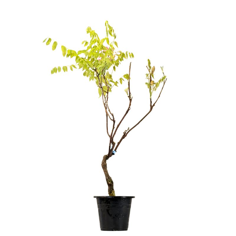 Jap. Blauregen bonsai - Wisteria Floribunda bonsai baum ​- Glyzinien-Bonsai-Baum rote Blume (P17)