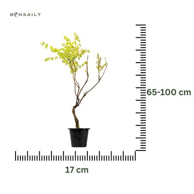 Jap. Blauregen bonsai - Wisteria Floribunda bonsai baum ​- Glyzinien-Bonsai-Baum rote Blume (P17)