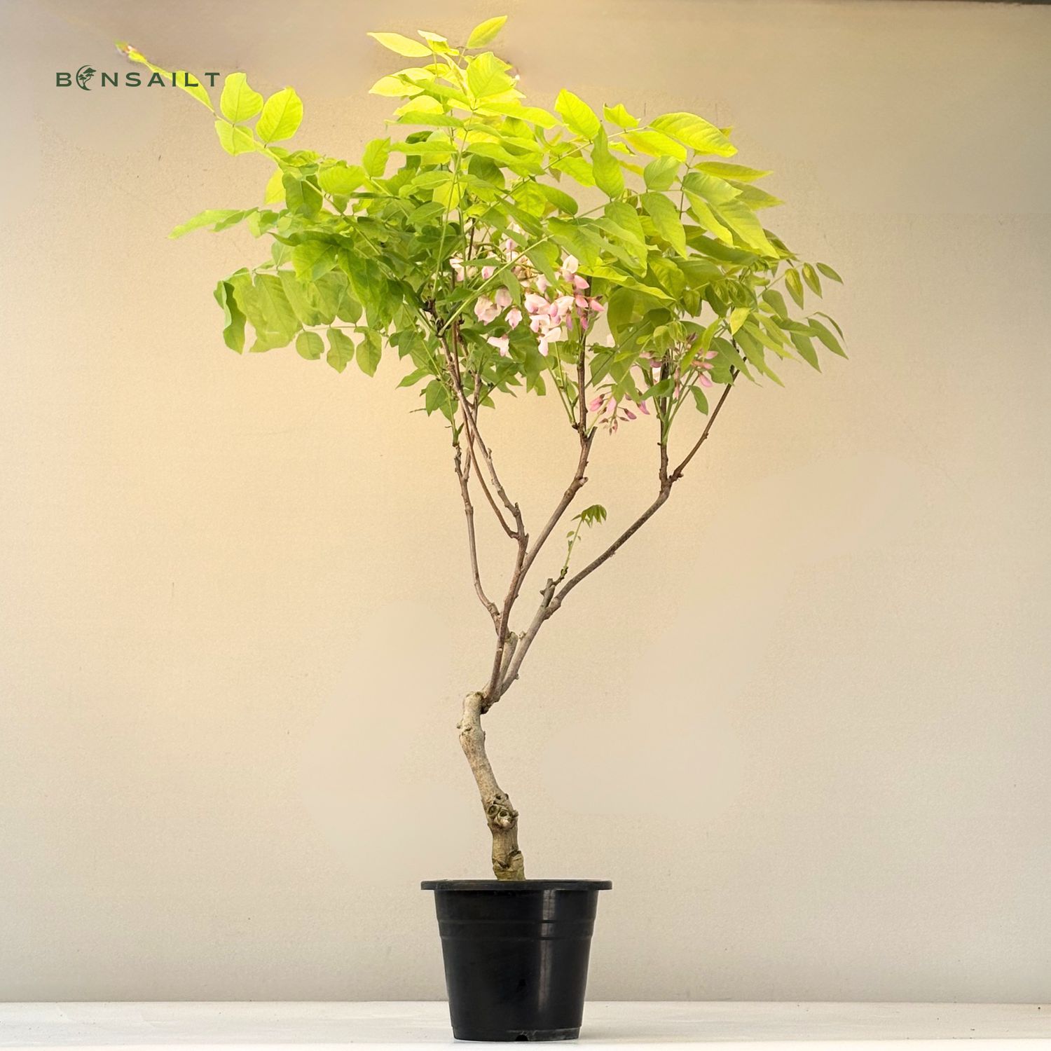 Jap. Blauregen bonsai - Wisteria Floribunda bonsai baum - Glyzinien-Bonsai-Baum  rote Blume (P17)