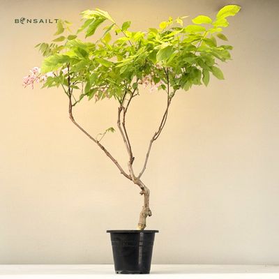Jap. Blauregen bonsai - Wisteria Floribunda bonsai baum - Glyzinien-Bonsai-Baum  rote Blume (P17)