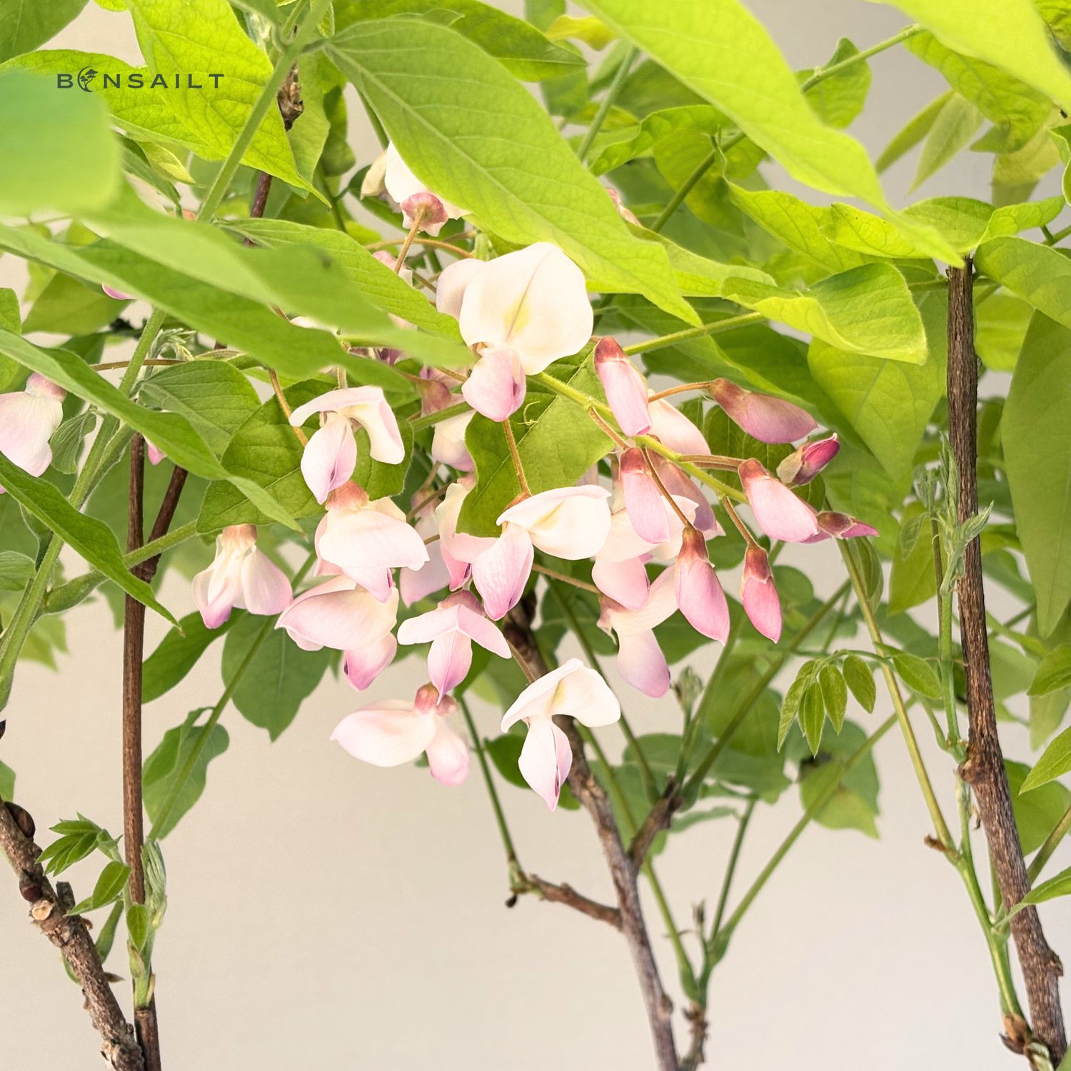 Jap. Blauregen bonsai - Wisteria Floribunda bonsai baum - Glyzinien-Bonsai-Baum  rote Blume (P17)