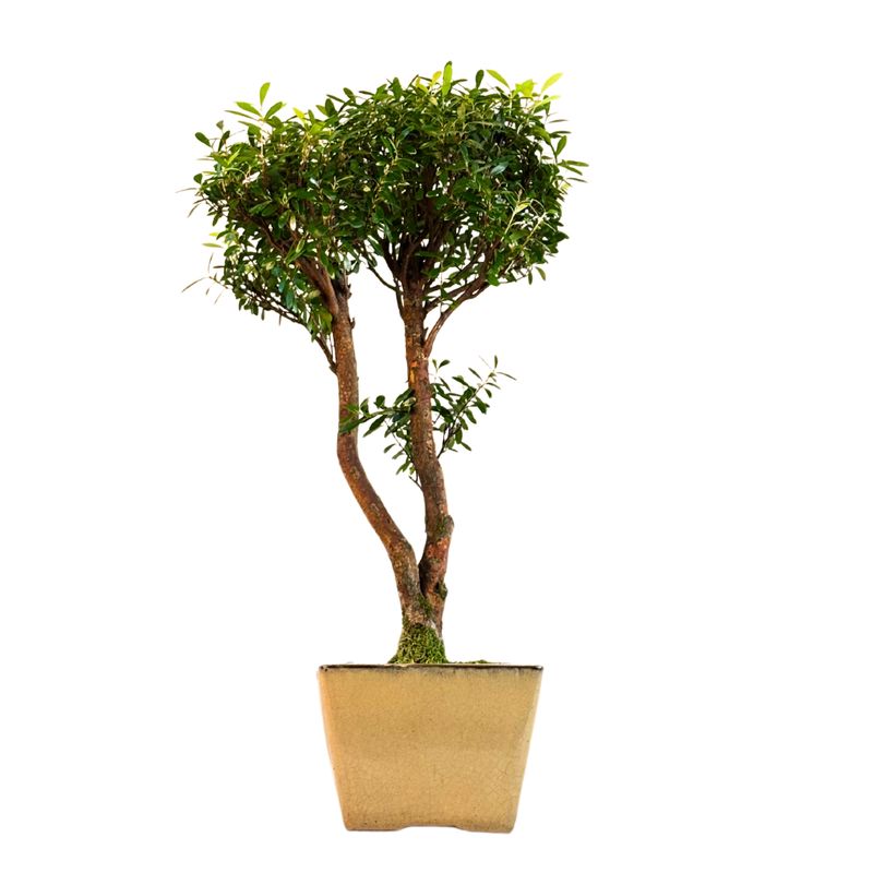 Syzygium Bonsai P14
