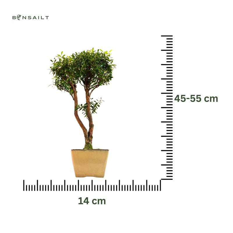 Syzygium Bonsai P14