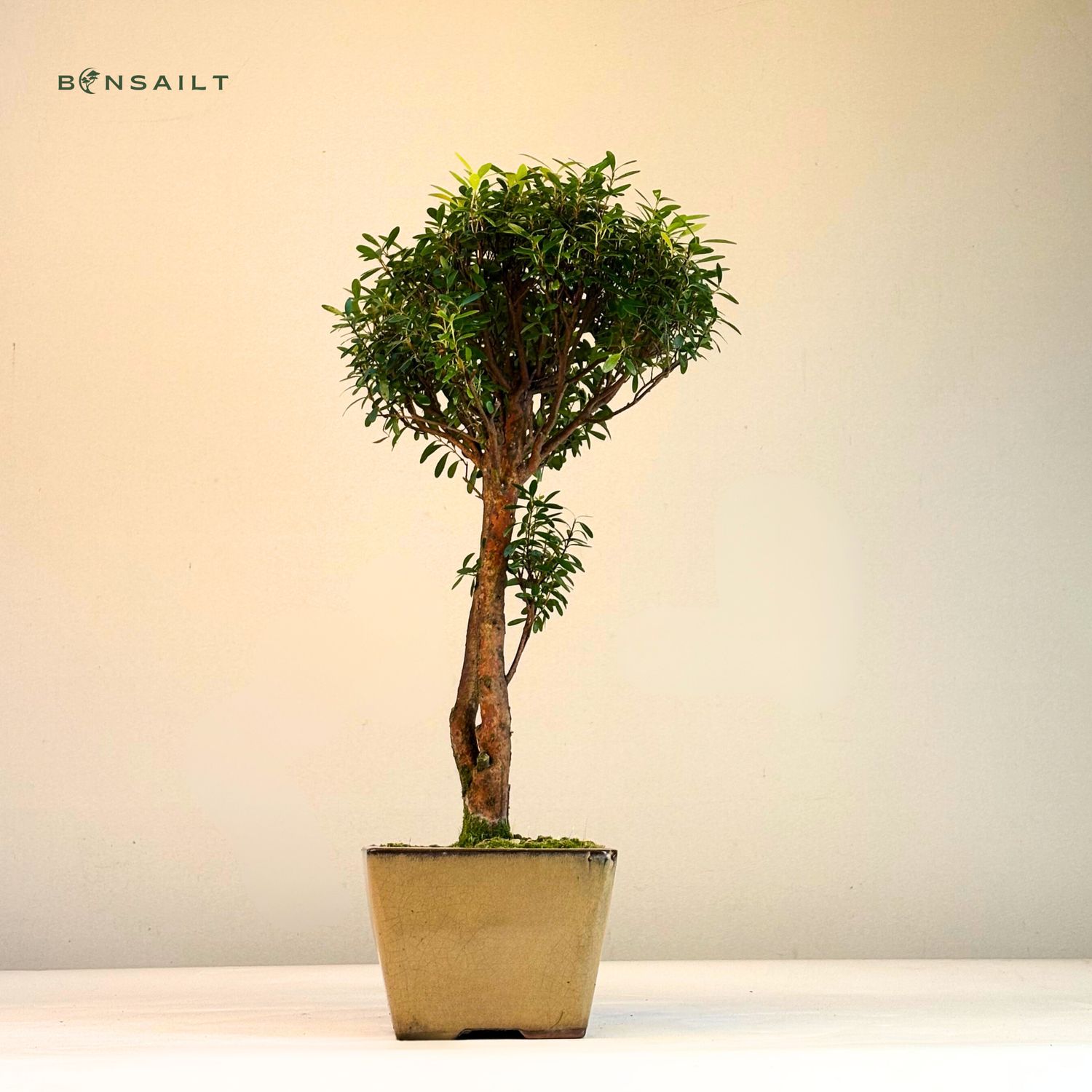 Syzygium Bonsai P14