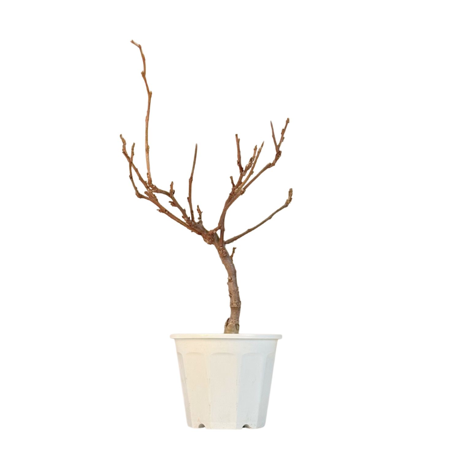 Jap. Blauregen bonsai - Wisteria Floribunda bonsai baum - Glyzinien-Bonsai-Baum (P17)