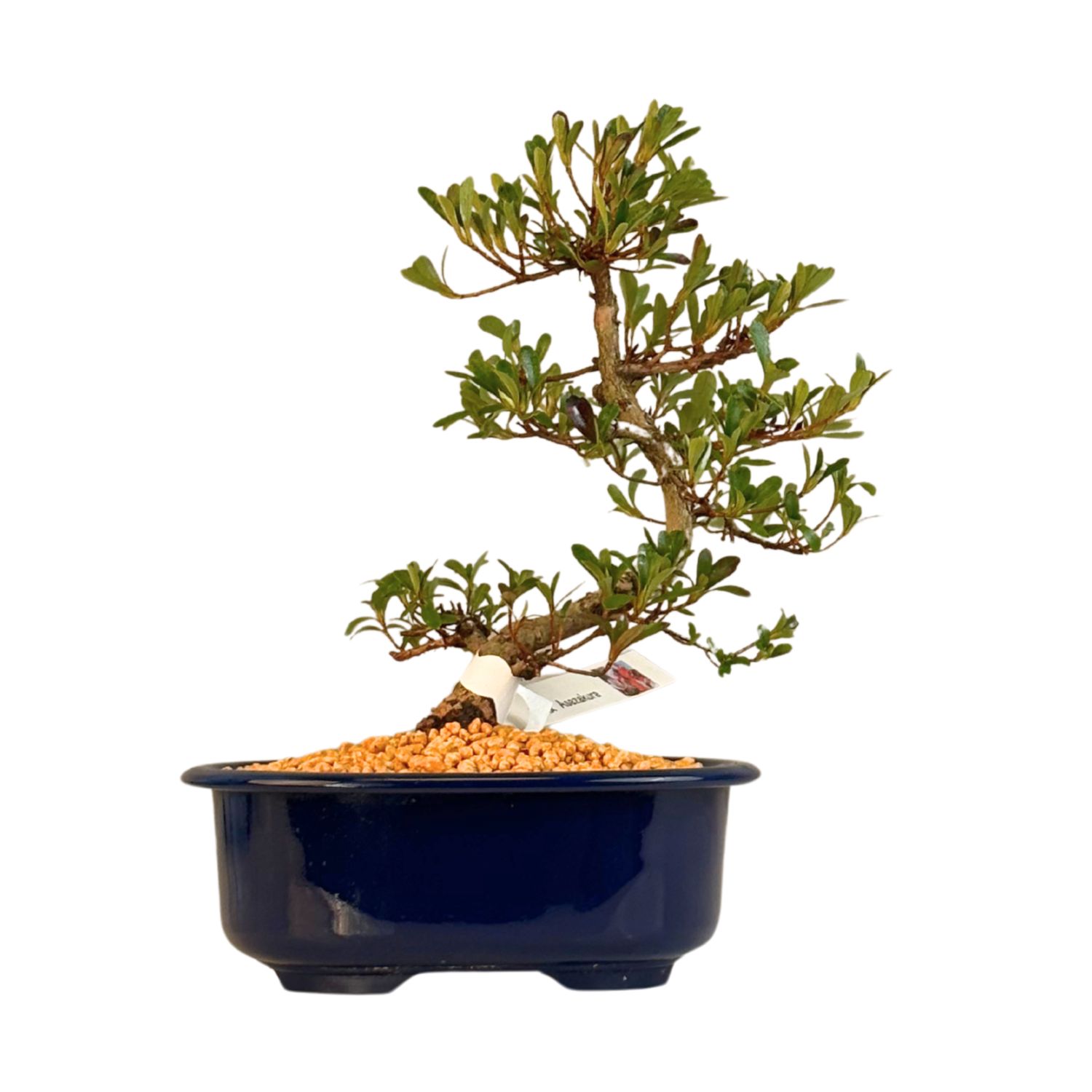 Satsuki Azalee Bonsai – Blühender Bonsai aus Japan im 18 cm Topf ,,Asazakura''