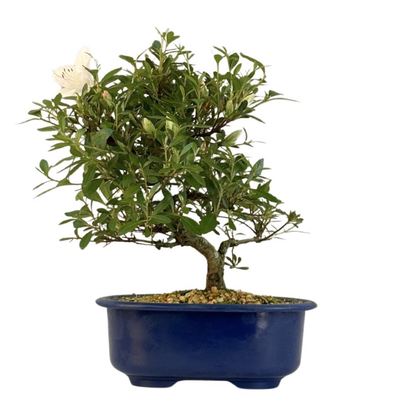Satsuki Azalee Bonsai – Blühender Bonsai aus Japan im 18 cm Topf ,,Matsu-Kagami''