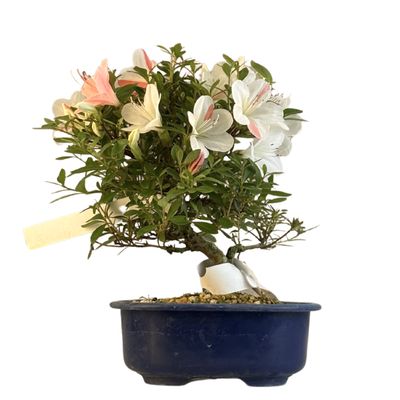 Satsuki Azalee Bonsai – Blühender Bonsai aus Japan im 18 cm Topf ,,Matsu-Kagami''