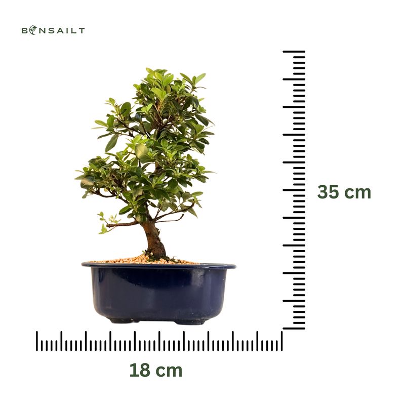Satsuki Azalee Bonsai – Blühender Bonsai aus Japan im 18 cm Topf ,,Kobai''