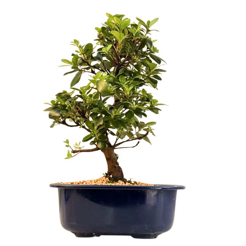 Satsuki Azalee Bonsai – Blühender Bonsai aus Japan im 18 cm Topf ,,Kobai'' Satsuki Azalee Bonsai – Blühender Bonsai aus Japan im 18 cm Topf ,,Kobai''