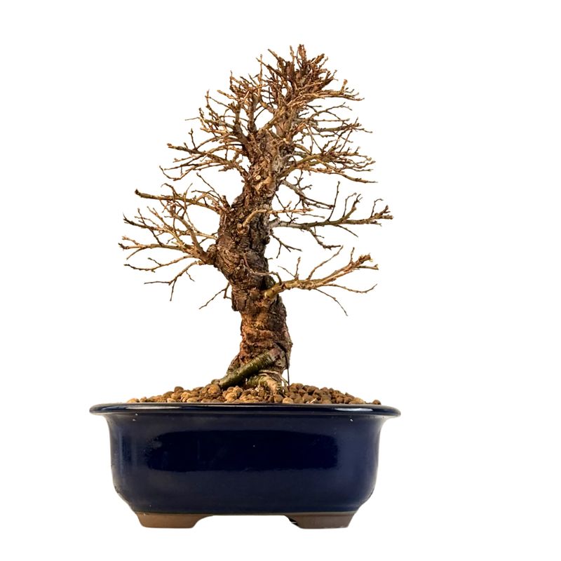 Ulmus parvifolia (Japanische Ulme) Bonsai P18