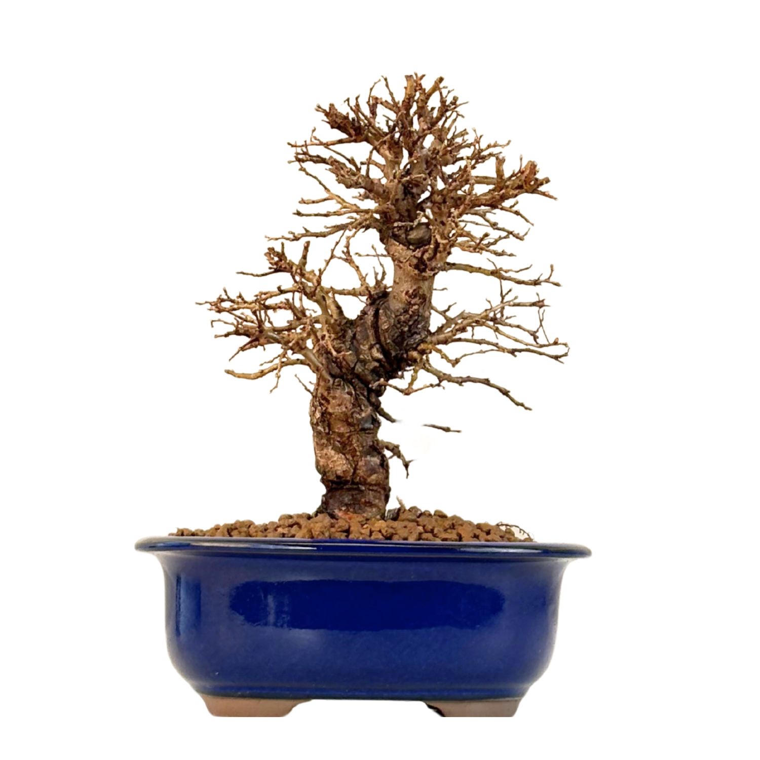 Ulmus parvifolia (Japanische Ulme) Bonsai P18
