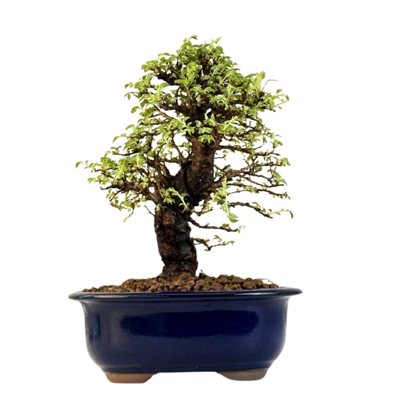 Ulmus parvifolia (Japanische Ulme) Bonsai P18