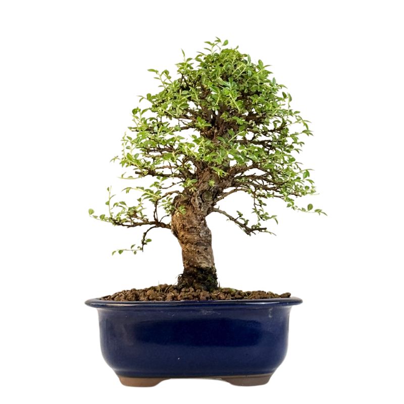 Ulmus parvifolia (Japanische Ulme) Bonsai P18