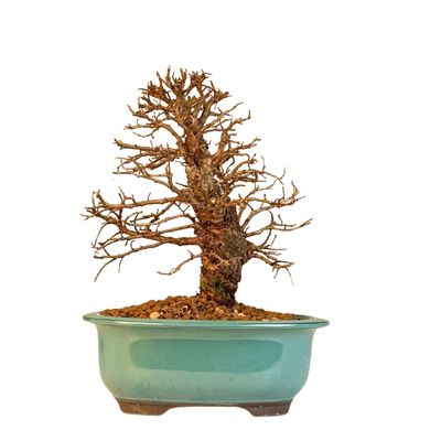 Ulmus parvifolia (Japanische Ulme) Bonsai P18