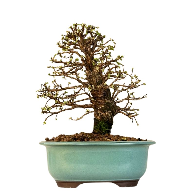 Ulmus parvifolia (Japanische Ulme) Bonsai P18 Ulmus parvifolia (Japanische Ulme) Bonsai P18