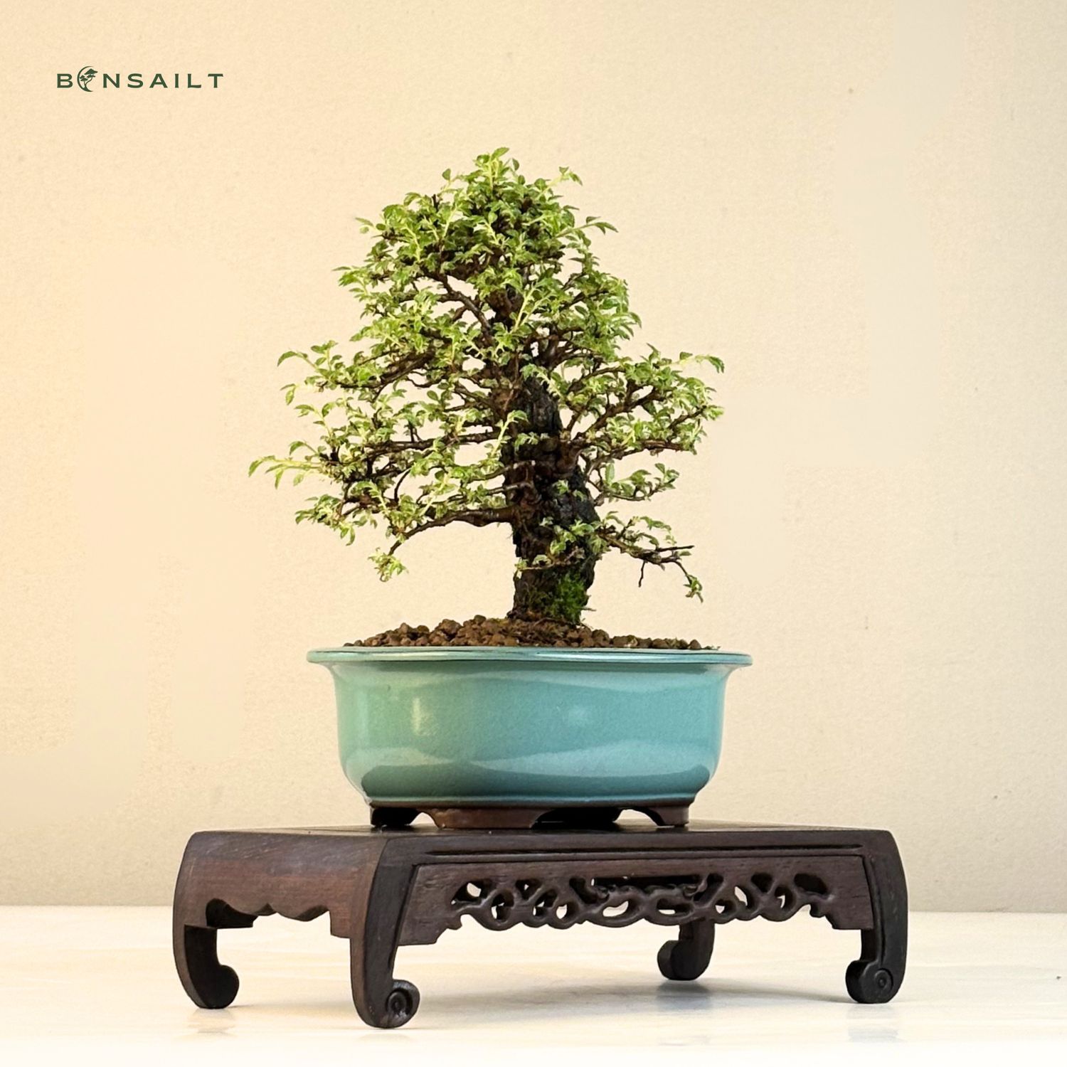 cupressus macrocarpa bonsai MACROCARPA (INFORMAL)  MiniGardens Bonsai NZ