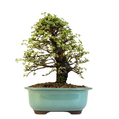 Ulmus parvifolia (Japanische Ulme) Bonsai P18