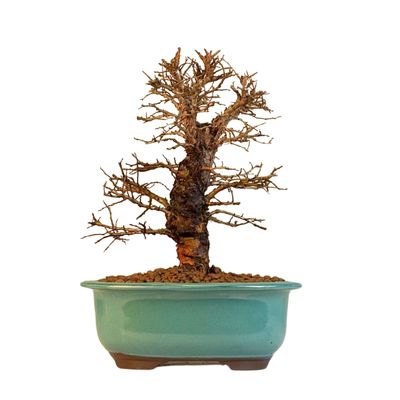 Ulmus parvifolia (Japanische Ulme) Bonsai P18