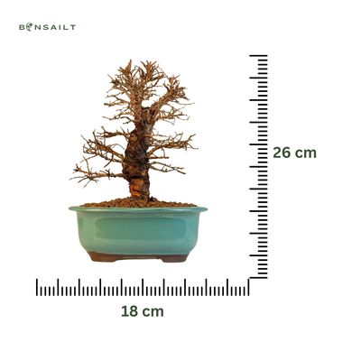 Ulmus parvifolia (Japanische Ulme) Bonsai P18