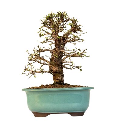 Ulmus parvifolia (Japanische Ulme) Bonsai P18