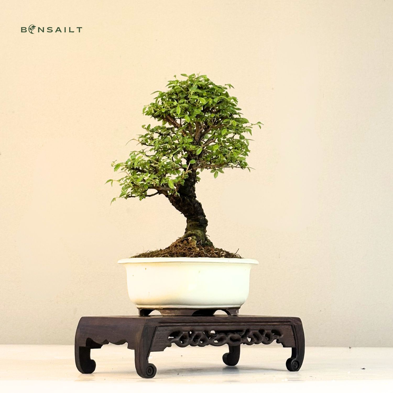Ulmus parvifolia (Japanische Ulme) Bonsai P18