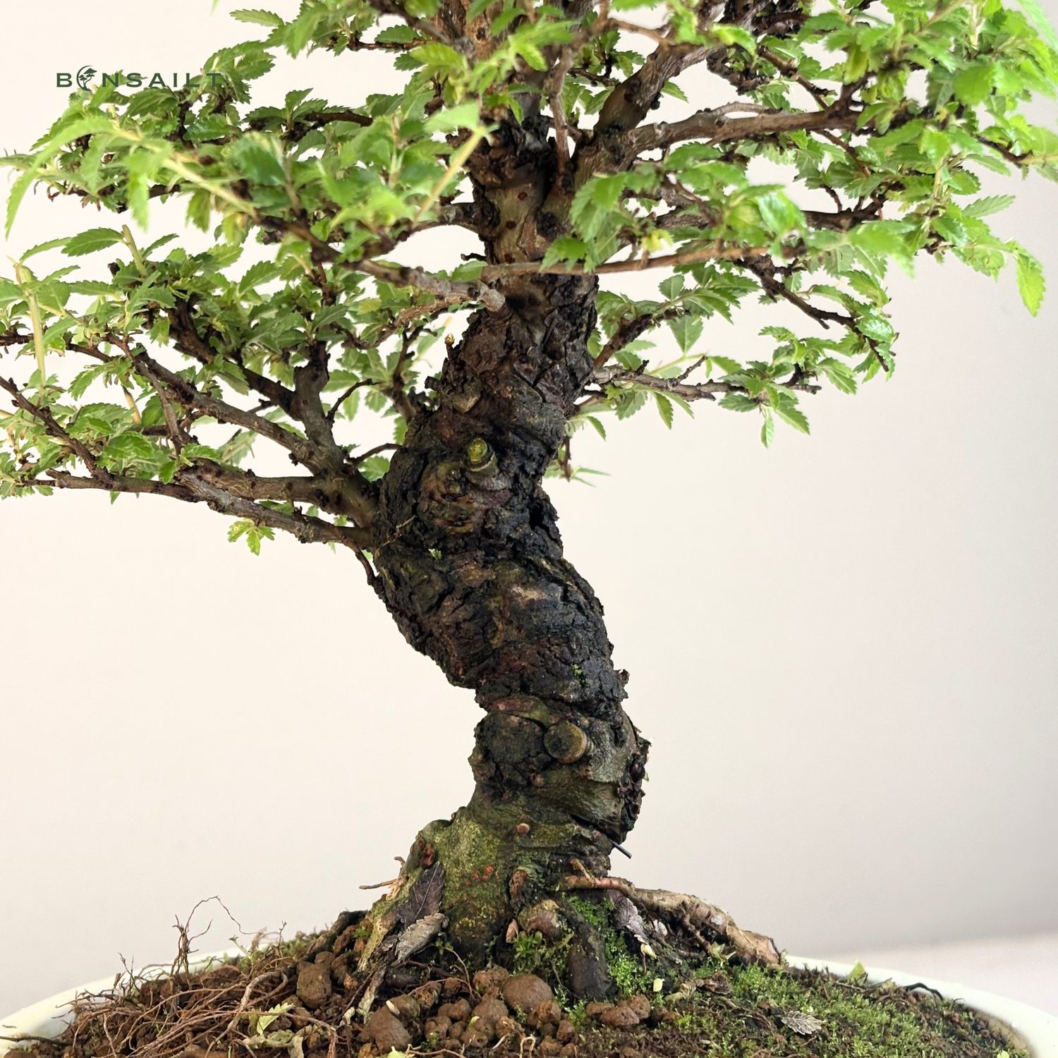 Ulmus parvifolia (Japanische Ulme) Bonsai P18