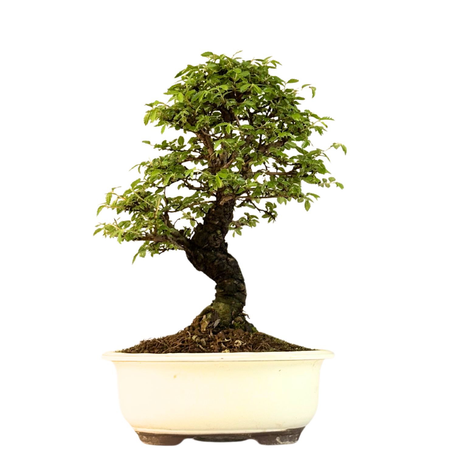 Ulmus parvifolia (Japanische Ulme) Bonsai P18