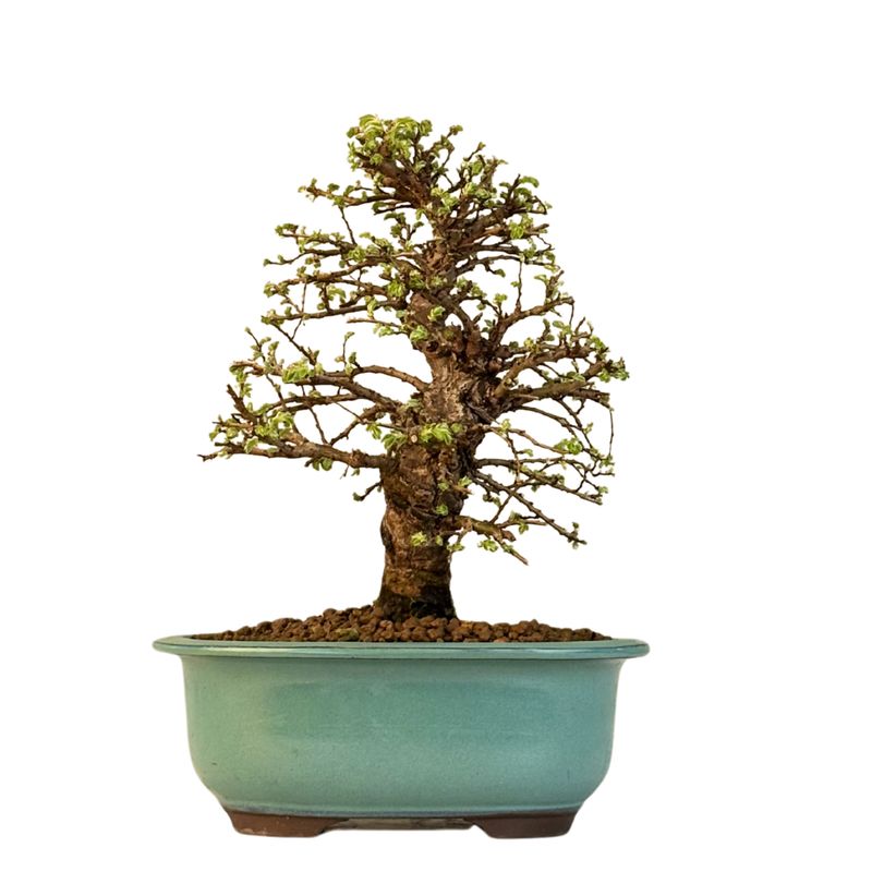 Ulmus parvifolia (Japanische Ulme) Bonsai P18