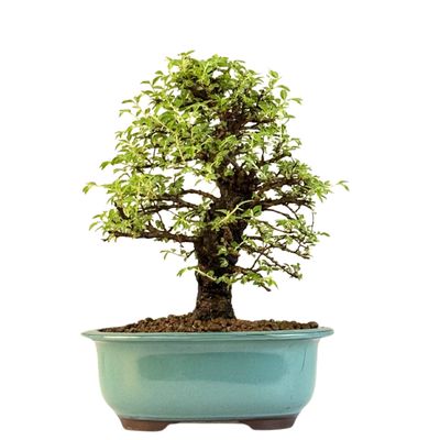 Ulmus parvifolia (Japanische Ulme) Bonsai P18