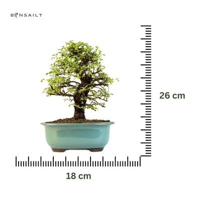 Ulmus parvifolia (Japanische Ulme) Bonsai P18