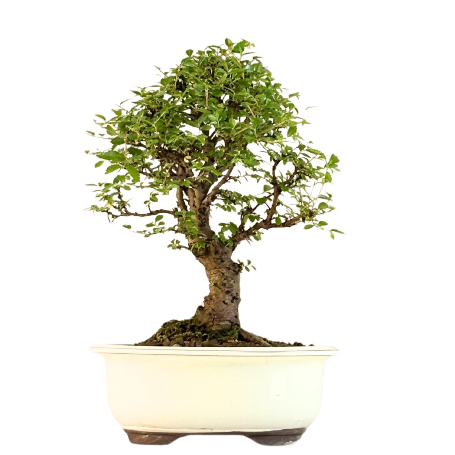 Ulmus parvifolia (Japanische Ulme) Bonsai P18