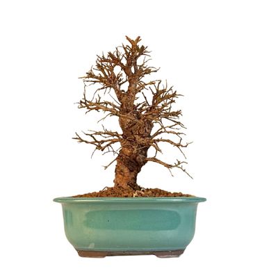 Ulmus parvifolia (Japanische Ulme) Bonsai P18