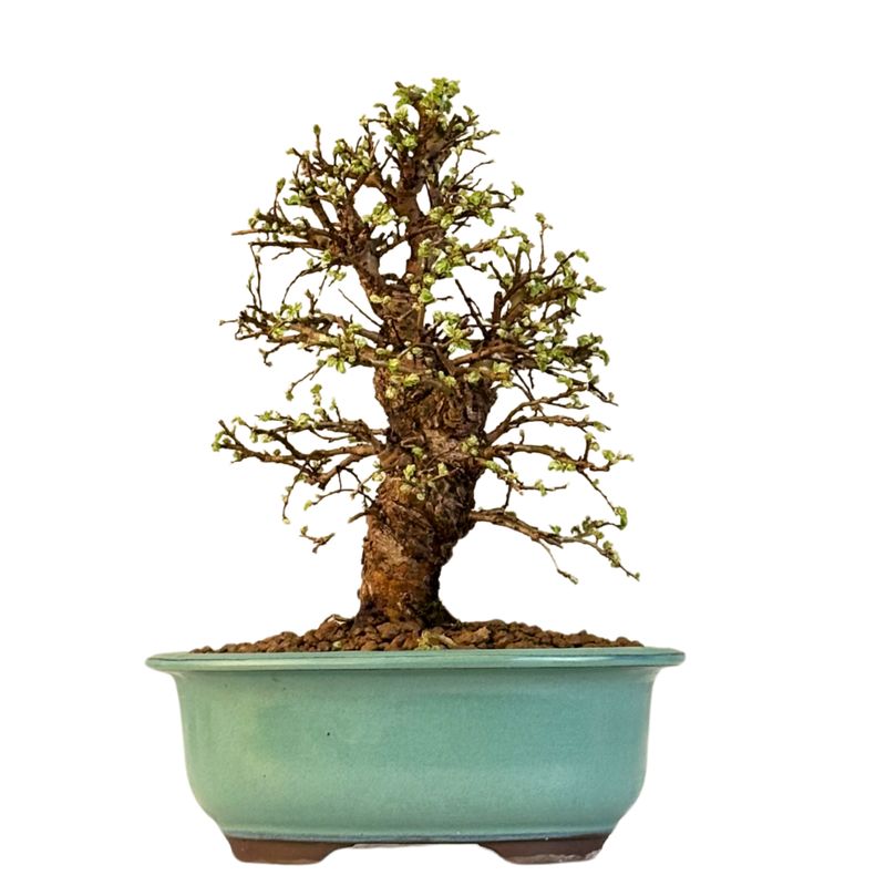 Ulmus parvifolia (Japanische Ulme) Bonsai P18