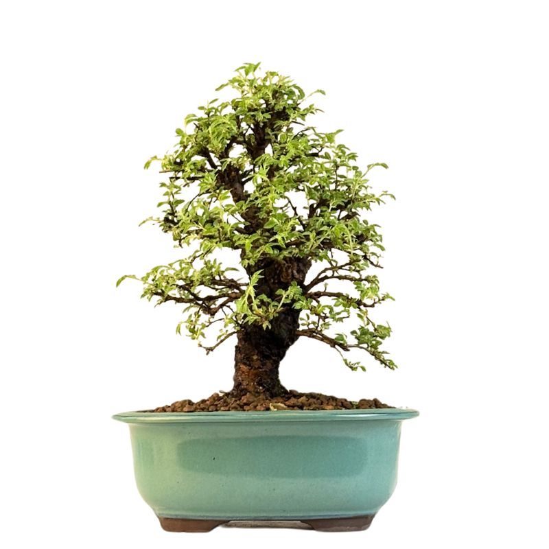 Ulmus parvifolia (Japanische Ulme) Bonsai P18
