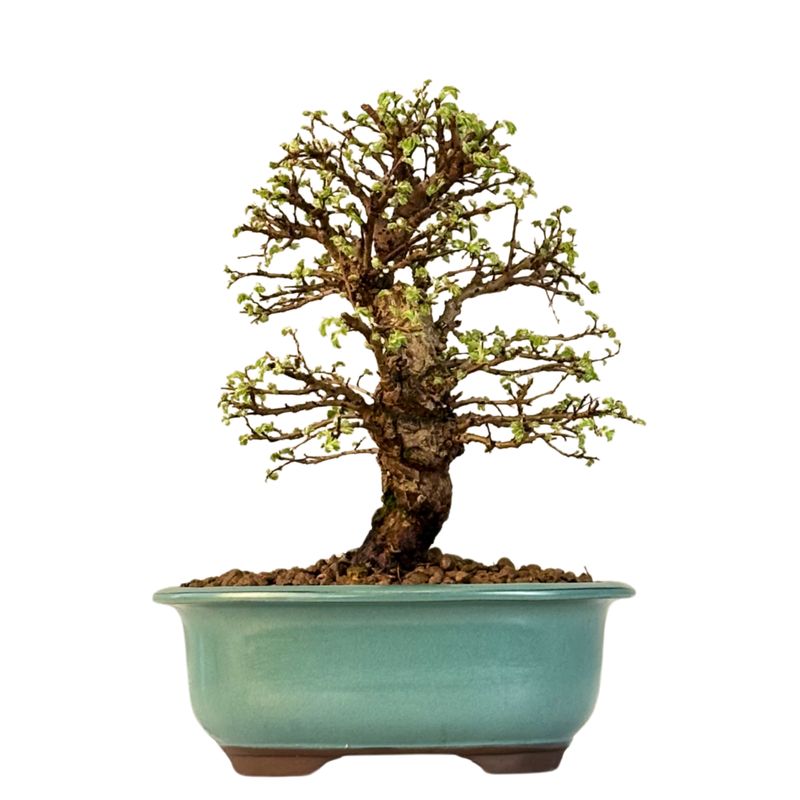 Ulmus parvifolia (Japanische Ulme) Bonsai P18
