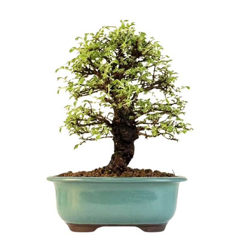 Ulmus parvifolia (Japanische Ulme) Bonsai P18