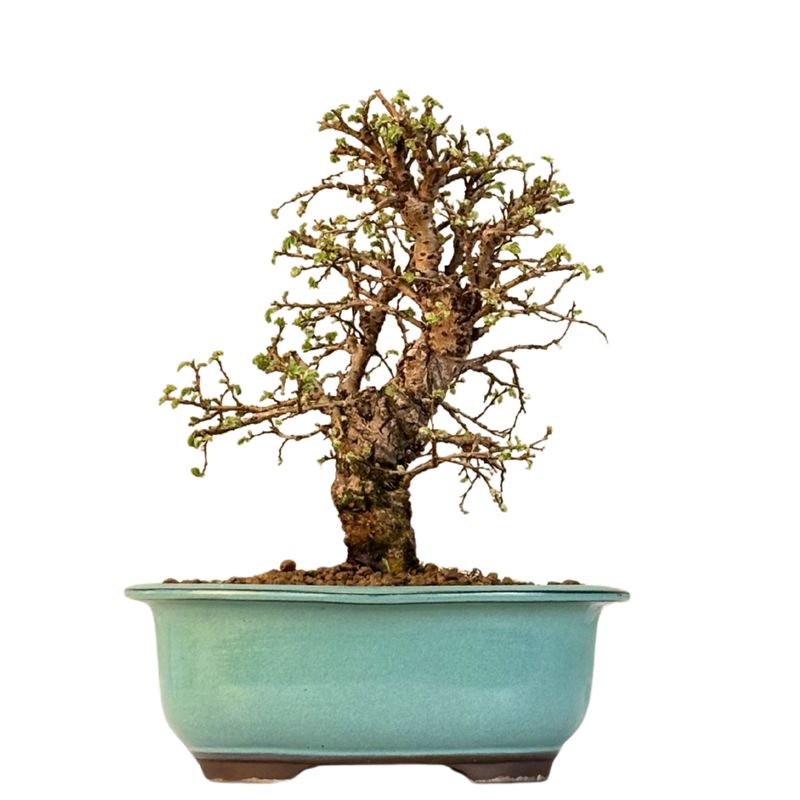 Ulmus parvifolia (Japanische Ulme) Bonsai P18 Ulmus parvifolia (Japanische Ulme) Bonsai P18