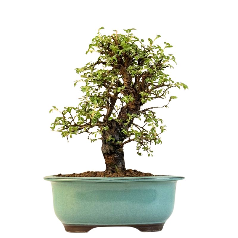 Ulmus parvifolia (Japanische Ulme) Bonsai P18