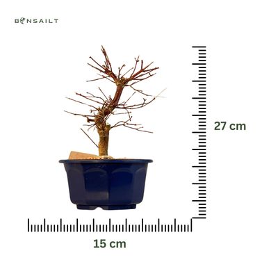 Unveredelter Deshojo-Ahorn aus Japan - P15