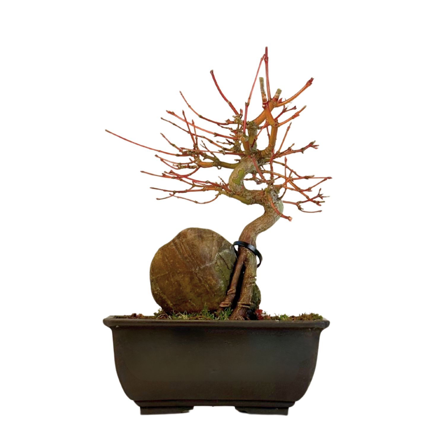 Acer Palmatum - Ahorne auf dem Felsen P15