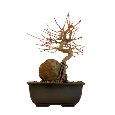 Acer Palmatum - Ahorne auf dem Felsen P15