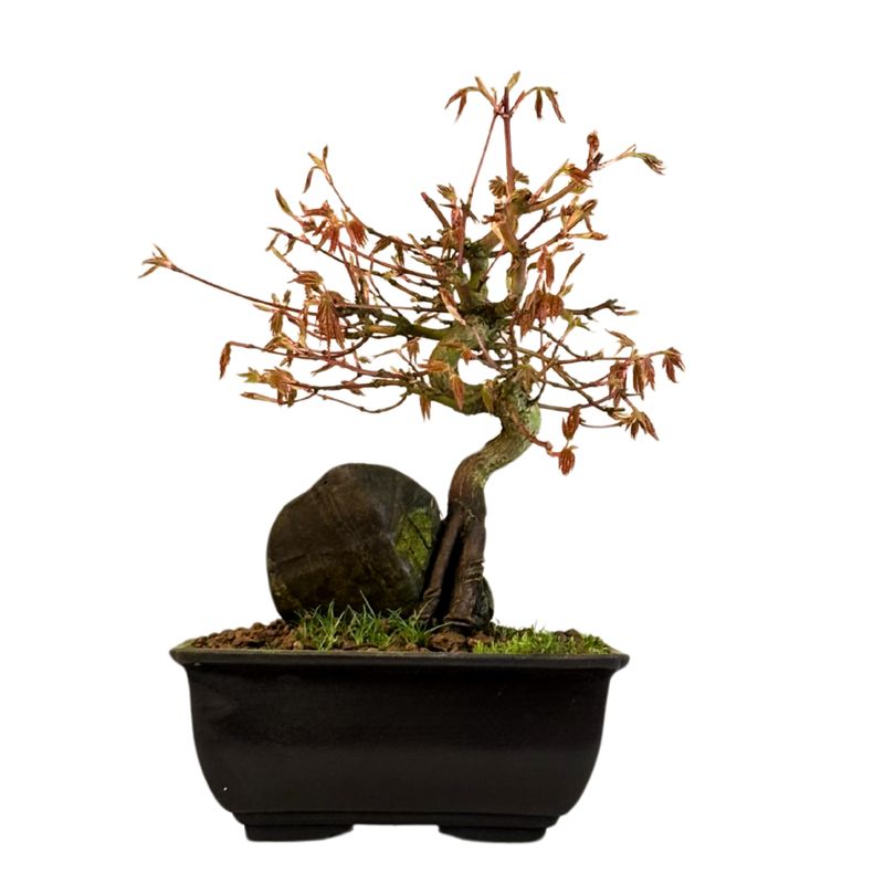 Acer Palmatum - Ahorne auf dem Felsen P15 Acer Palmatum - Ahorne auf dem Felsen P15