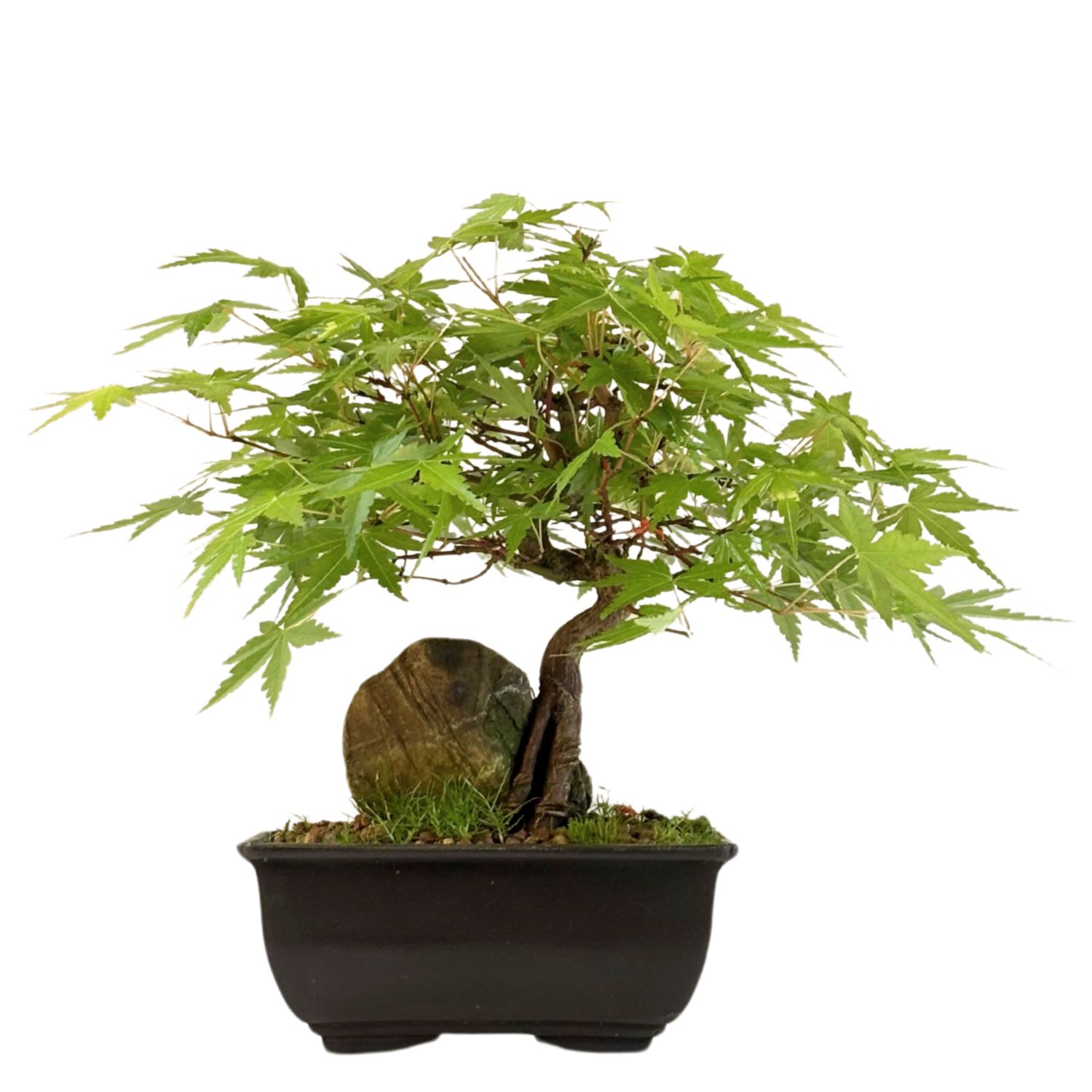 Acer Palmatum - Ahorne auf dem Felsen P15