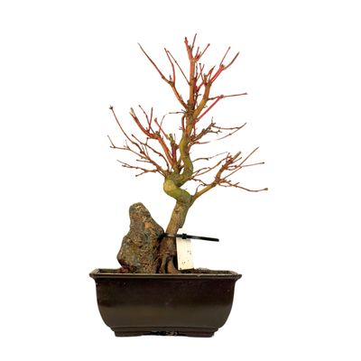 Acer Palmatum - Ahorne auf dem Felsen P15