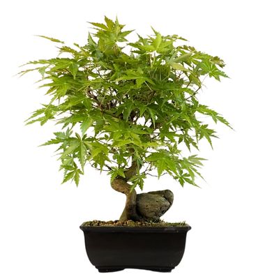 Acer Palmatum - Ahorne auf dem Felsen P15