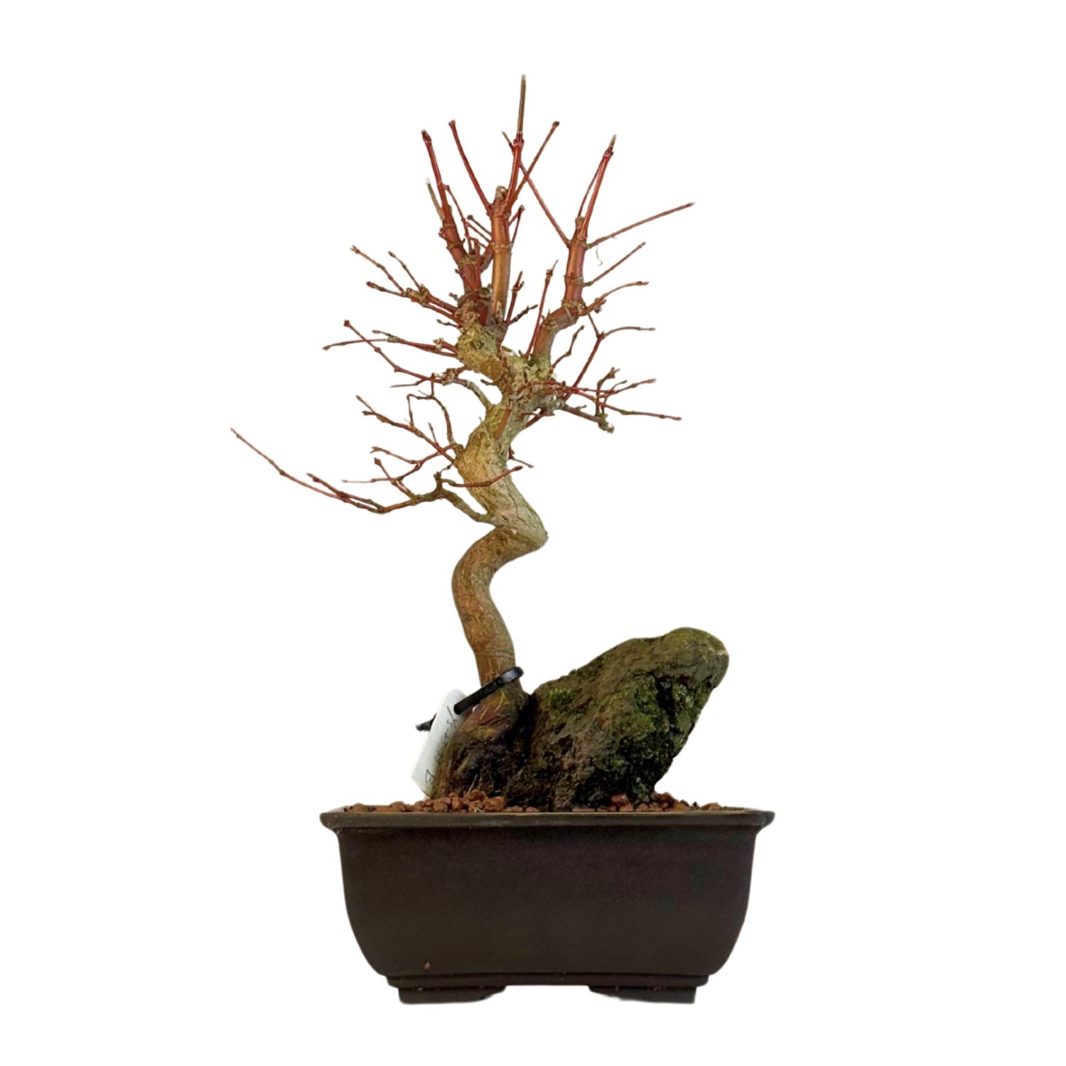 Acer Palmatum - Ahorne auf dem Felsen P15